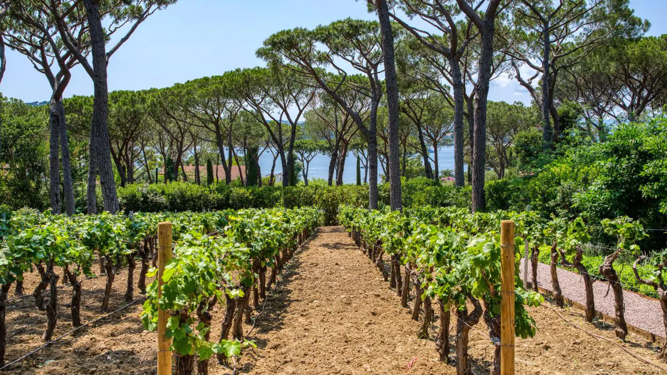 Villa Elodie | St-Tropez