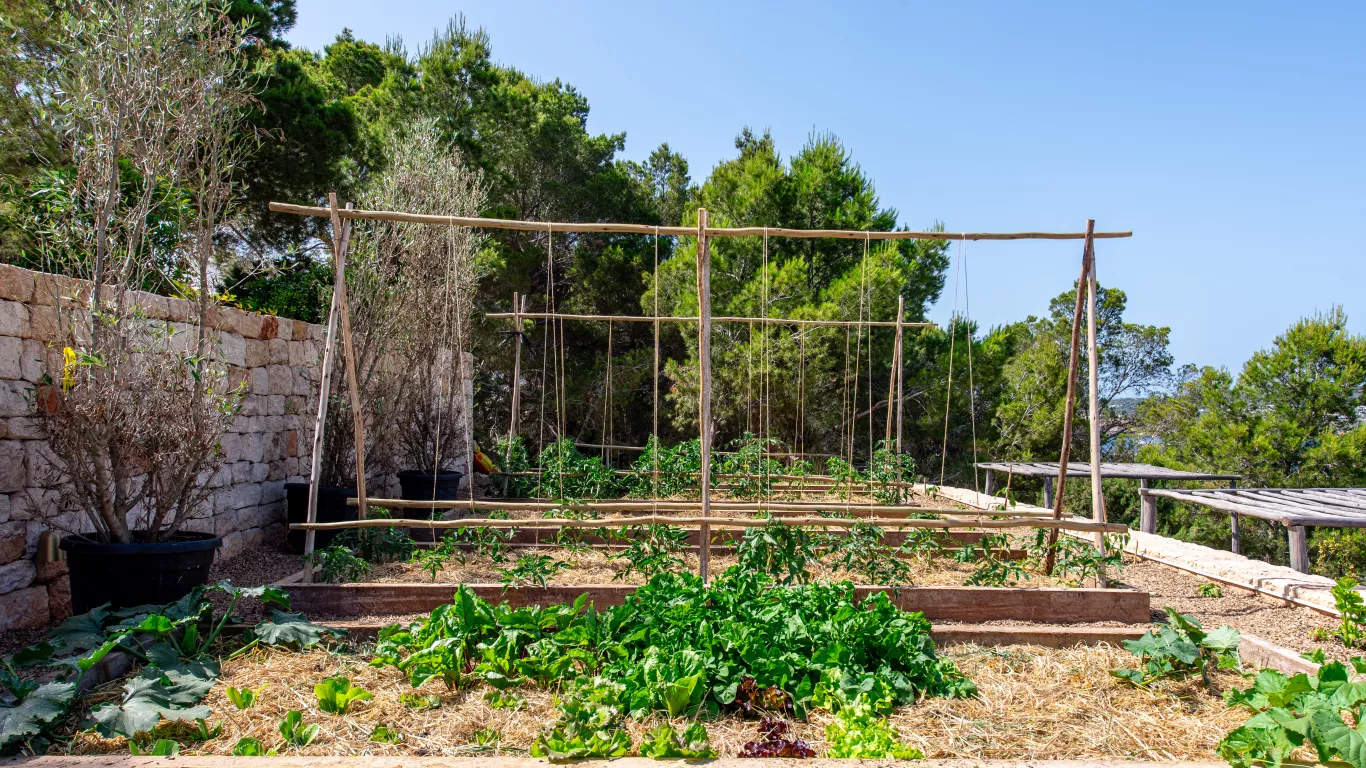 Can Moli | Ibiza