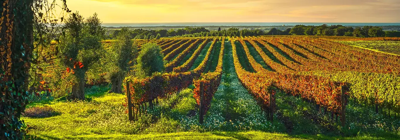 Wine Country Collection